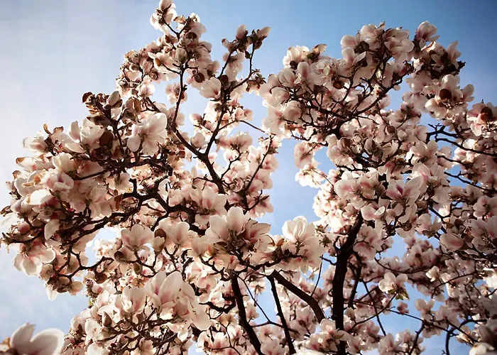 Otel Eden Roc Marina *